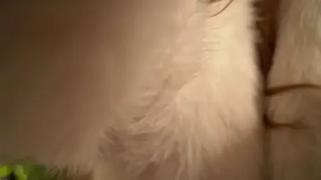 Tokyo_N webcam model stream image