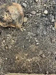 Rico1_1 webcam model stream image