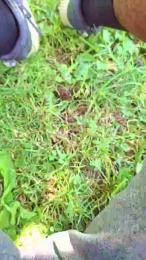 francisco1862 webcam model stream image