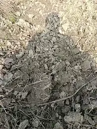 fullyhardy webcam model stream image