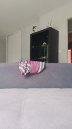Gazelle webcam model stream image
