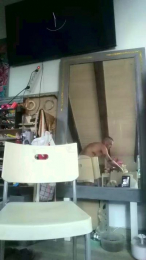 Haben80 webcam model stream image