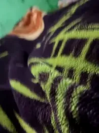 Cupalshow123 webcam model stream image