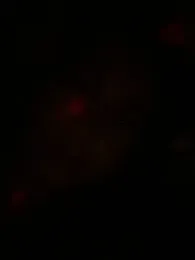 Gisella_chaud webcam stripchat model stream image