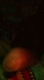 Carcaman webcam model stream image