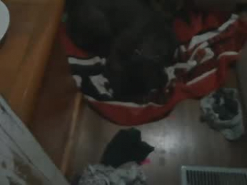 eneridnaevad webcam chaturbate model stream image