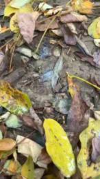 porcobg18 webcam model stream image