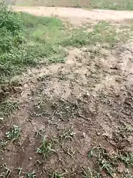 Ferex2328 webcam model stream image