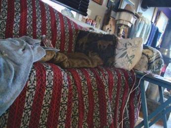 Oyzterpearl webcam model stream image