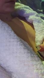 Strelittzia_ webcam model stream image