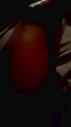 koko_nut webcam model stream image