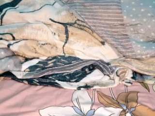 babulg webcam model stream image