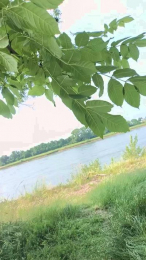pegg_cunilingus webcam model stream image