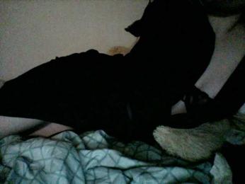 Plushly webcam model stream image