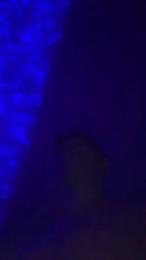 DanWillShock webcam model stream image