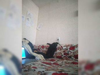 DixonYSexy webcam model stream image