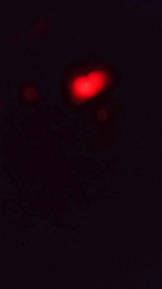sendyhais webcam model stream image