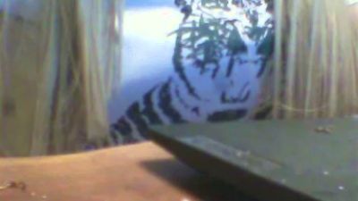 venerebianca webcam model stream image