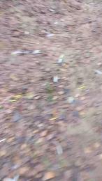 RUSbiNN webcam model stream image