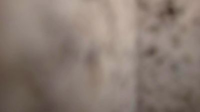 pet_bras webcam model stream image