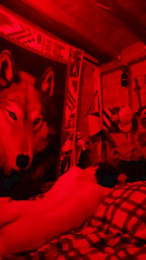 Bonnerteen webcam model stream image