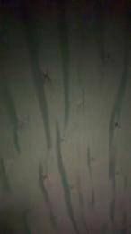 johnyy4444 webcam model stream image