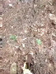 Nemon webcam stripchat model stream image