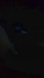 Tony289988 webcam model stream image