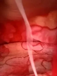 Rachoda-33 webcam model stream image