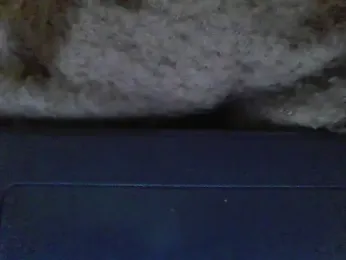 Stubborndesiboy webcam model stream image