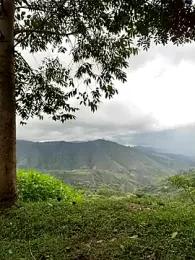 sky-wolves webcam stripchat model stream image