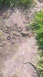 carolvxxx webcam cam4 model stream image