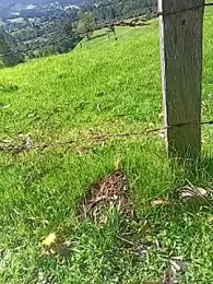 Cuervo_maniaco stripchat stream image