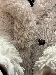 Foxy_Lexy stripchat stream image